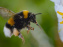 Les Secrets des abeilles : le documentaire arrive sur Disney+