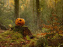 Halloween 2026 au château d’Auvers : contes en forêt et cinéma en famille