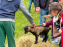 Festival de la Terre 2026 à Montesson (78) : marché des saveurs, ateliers jardinage & ferme pédagogique