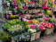 Visuel Paris marché d'Aligre fleurs