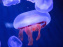 L'Aquarium de Paris ouvre son Médusarium