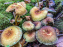 Cueillette des champignons : comment être sûr que notre récolte est comestible ?