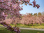 Le Parc de Sceaux et ses cerisiers en fleurs