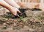 visuel jardinage