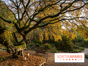 Le Jardin Alpin caché du Jardin des Plantes