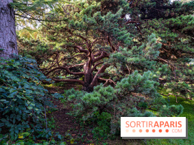 Le Jardin Alpin caché du Jardin des Plantes