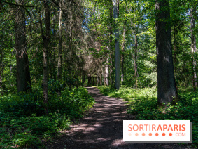 Visuel forêt
