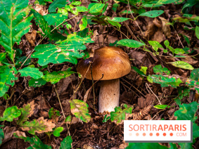 Le sentier des Maréchaux à Senlisse - Vallée de Chevreuse -  champignons