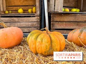 Automne au Potager du Roi - Citrouilles - Halloween