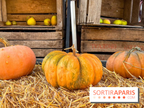 Automne au Potager du Roi - Citrouilles - Halloween