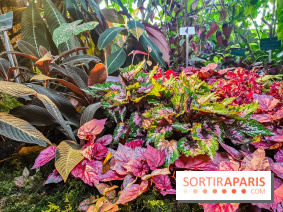 Automne Tropical 2023