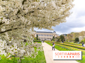 Visuel Paris 5e - jardin des plantes  - printemps - cerisiers