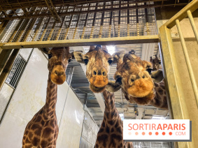 Zoo de Vincennes, Parc zoologique 2024 - girafes