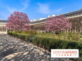 Les magnolias du Jardin du Palais Royal  - printemps - visuel Paris