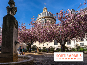 Square Gabriel Pierné à Paris - cerisiers en fleurs -  A7C0345