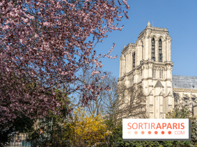 Le Square Viviani devant Notre-Dame de Paris - A7C03830