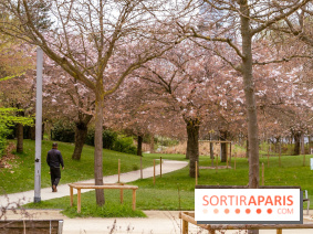 Les cerisiers du parc Martin Luther King - Clichy - Batignoles