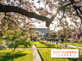 Les floraisons exceptionnelles du Jardin des Plantes 2026 : tulipes, coquelicots et cerisiers - photos - A7C00582