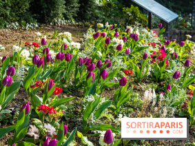 Le Parc de Bagatelle au printemps, cerisier, tulipes et jonquilles - photos - A7C00660