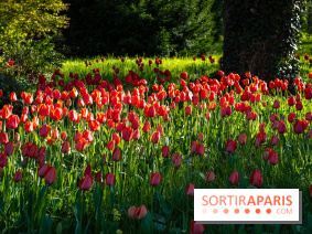 Le Parc de Bagatelle au printemps, cerisier, tulipes et jonquilles - photos - A7C00717