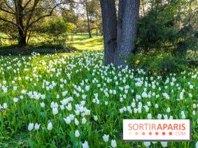 Le Parc de Bagatelle au printemps, cerisier, tulipes et jonquilles - photos - A7C00790