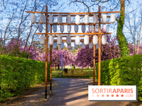 Hanami au Parc de Sceaux 2026, les cerisiers en fleurs et ses  animations - A7C01616 HDR