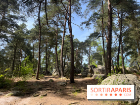 Escalade en Forêt de Fontainebleau - nos photos