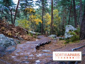 Journée internationale des forêts 2024 : des visites guidées gratuites en forêt de Fontainebleau