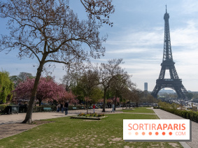 Les cerisiers du Trocadéro fleurissent avec de l'avance en ce printemps 2026
