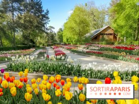 Le Parc Floral de Paris Vincennes, tulipes