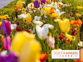 Où voir des tulipes à Paris ?