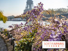 Où voir des glycines en fleurs à Paris