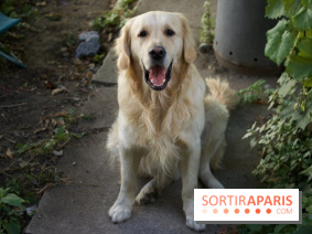 Les parcs, squares et jardins où promener son chien à Paris, avec ou sans laisse 