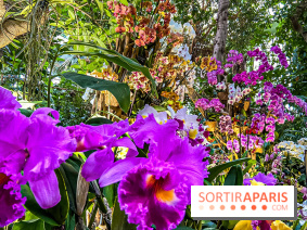 Exposition Mille et une Orchidées 2020 au Jardin des Plantes - les photos