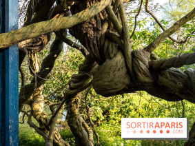 Arboretum de la Vallée-aux-Loups, une balade au milieu des arbres remarquables
