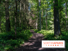 Visuel forêt