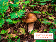 Le sentier des Maréchaux à Senlisse - Vallée de Chevreuse -  champignons