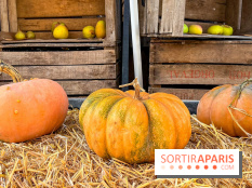 Automne au Potager du Roi - Citrouilles - Halloween