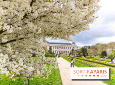Visuel Paris 5e - jardin des plantes  - printemps - cerisiers