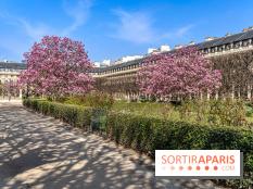 Les magnolias du Jardin du Palais Royal  - printemps - visuel Paris