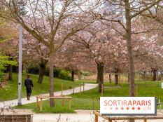 Les cerisiers du parc Martin Luther King - Clichy - Batignoles