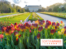 Les floraisons exceptionnelles du Jardin des Plantes 2026 : tulipes, coquelicots et cerisiers - photos