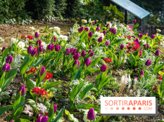 Le Parc de Bagatelle au printemps, cerisier, tulipes et jonquilles - photos - A7C00660