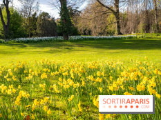 Le Parc de Bagatelle au printemps, cerisier, tulipes et jonquilles - photos - A7C00715
