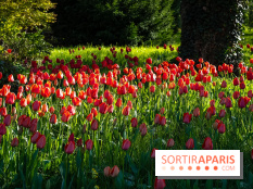 Le Parc de Bagatelle au printemps, cerisier, tulipes et jonquilles - photos - A7C00717