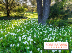 Le Parc de Bagatelle au printemps, cerisier, tulipes et jonquilles - photos - A7C00790
