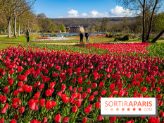 Les tulipes du Château de Dampierre, son jardin anglais et le jardin Le Nôtre - IMG 2883