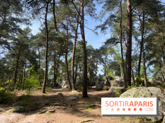 Escalade en Forêt de Fontainebleau - nos photos