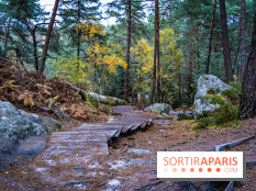 Journée internationale des forêts 2024 : des visites guidées gratuites en forêt de Fontainebleau
