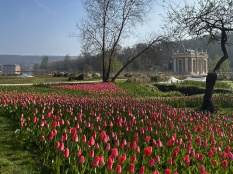 Des milliers de tulipes au Château de Dampierre en Yvelines ! Journée de la tulipe et Fête des plantes 
